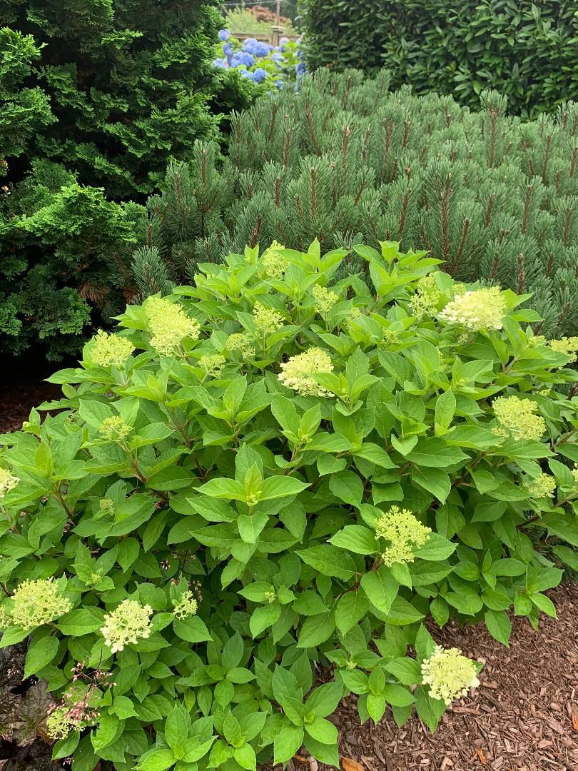 Limelight Prime Hydrangea next to evergreens