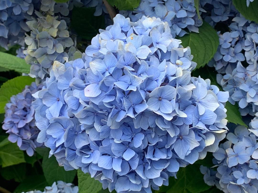 Nikko Blue hydrangea