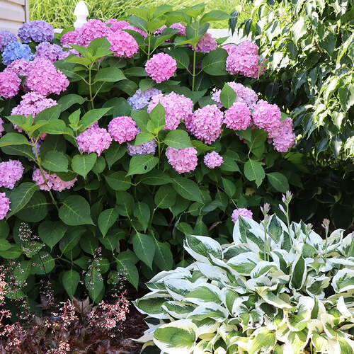 Endless Summer Hydrangea with a variegated hosta