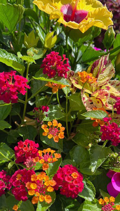 bandana cherry sunrise lantana