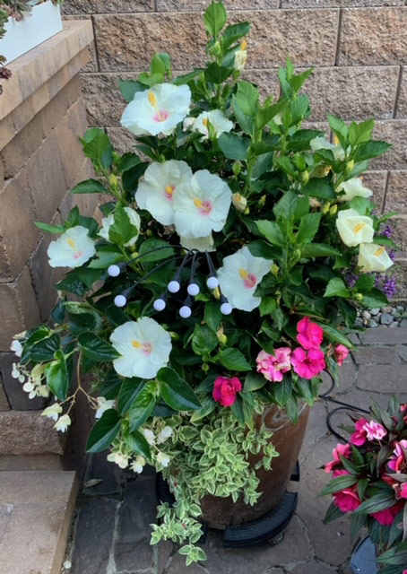 Container planting with white hibiscus