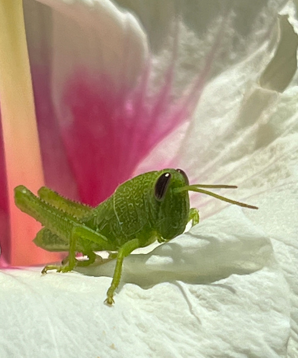 green grasshopper on a hibiscus flower