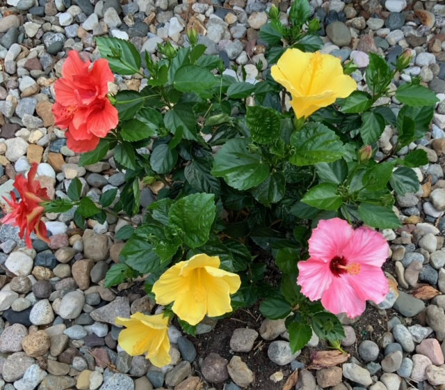 multi-colored hibiscus