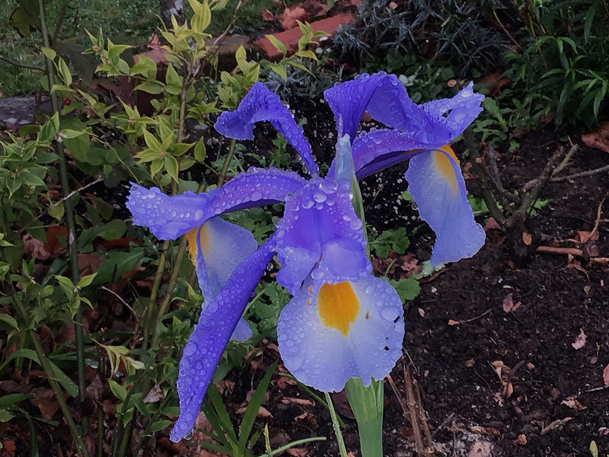 iris xiphium