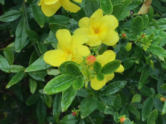 yellow Jasminum Mesnyi flower