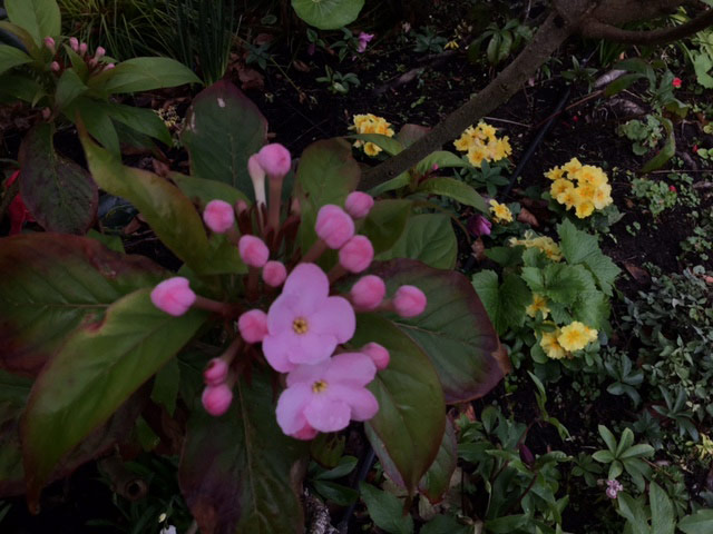 close up of luculia flower