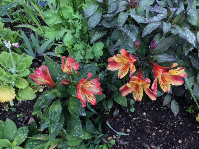 Peruvian lily in the garden