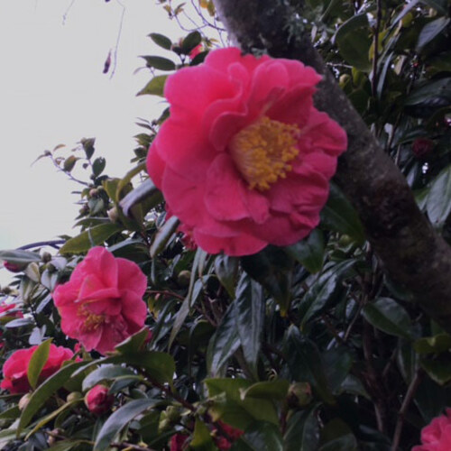 giulio nuccio camellias