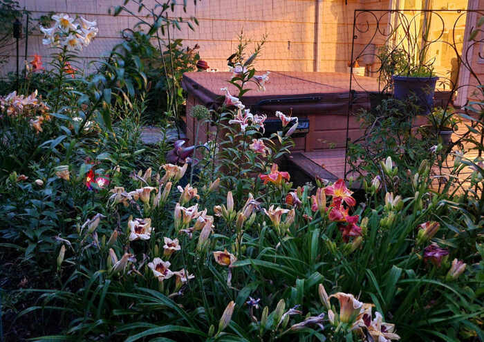 various pink and peach lilies at night