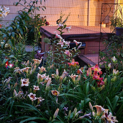 various pink and peach lilies at night