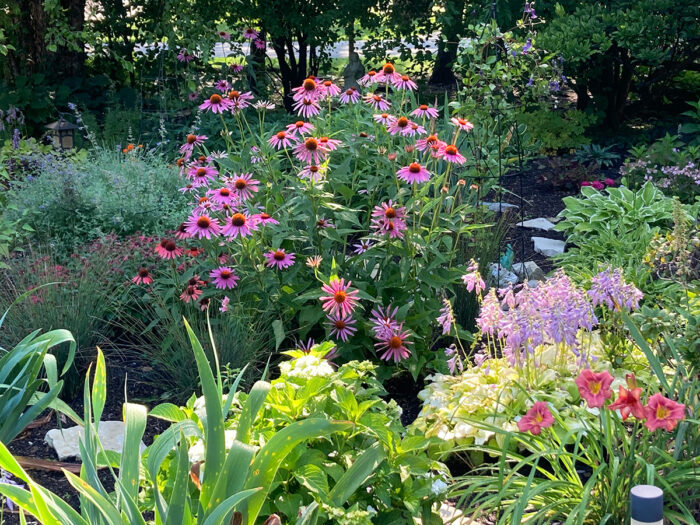 pollinator garden with coneflower