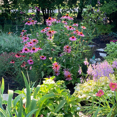 pollinator garden with coneflower