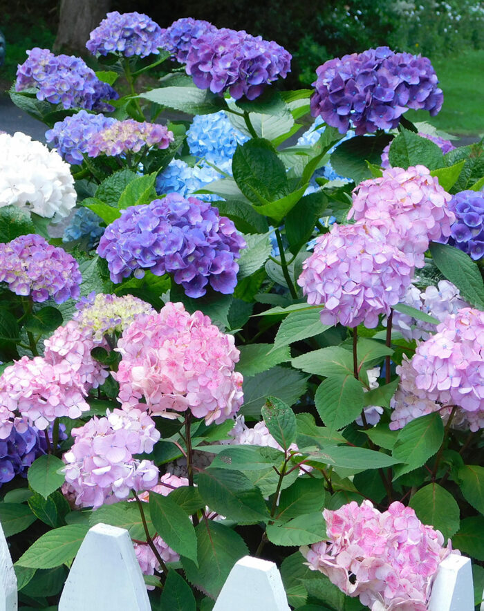 multi colored bigleaf hydrangea