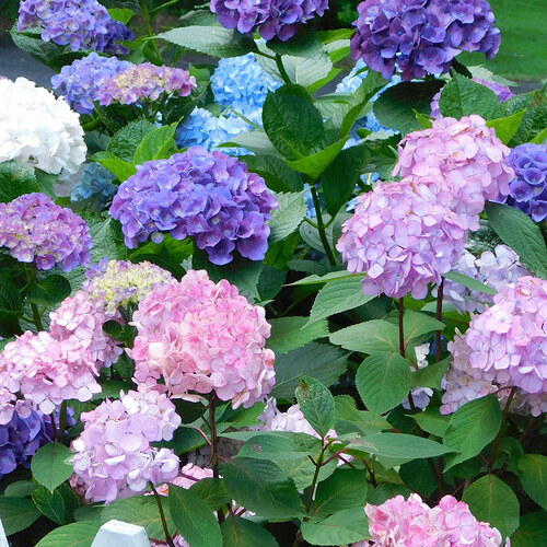 multi colored bigleaf hydrangea