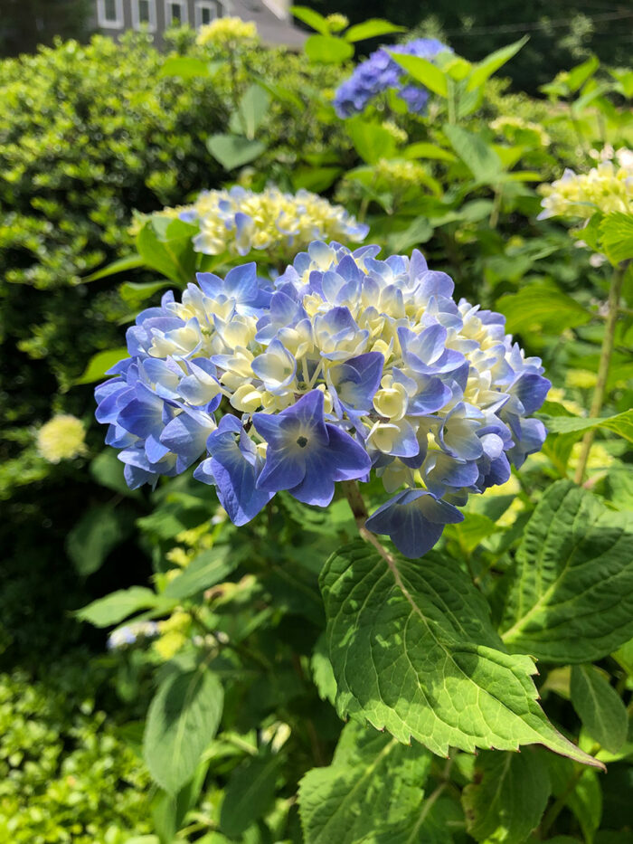 close up of blue hydrangea