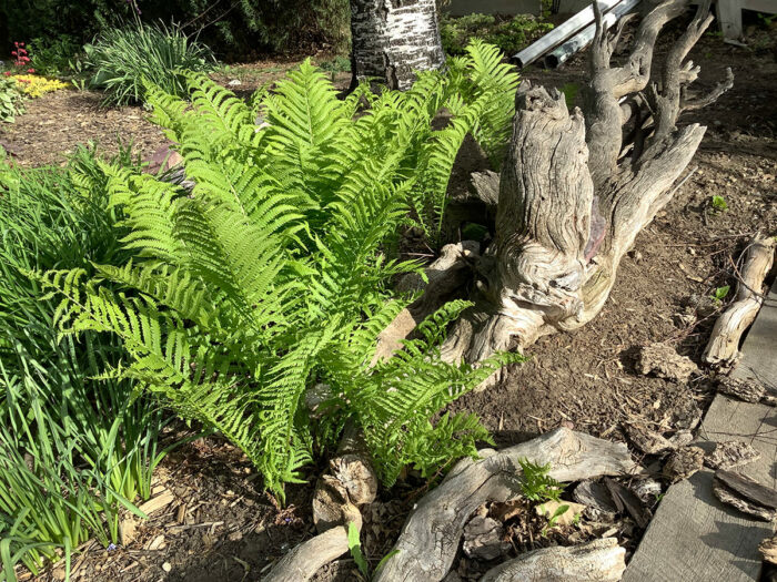 Ostrich ferns growing next to large piece of drift wood