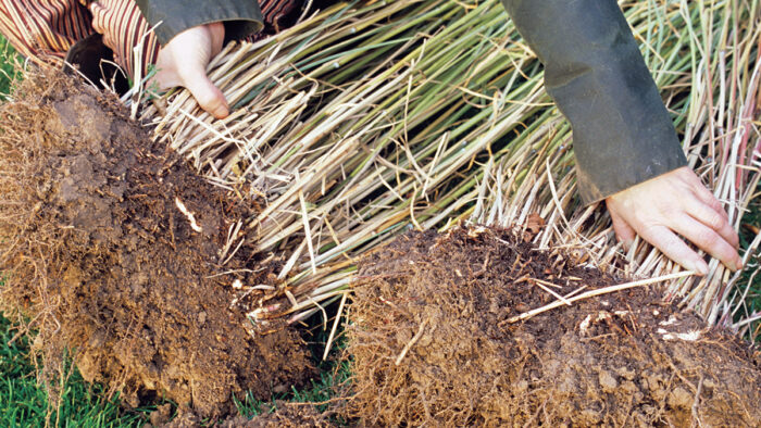 how to divide large ornamental grass