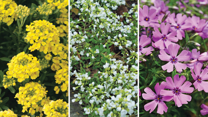 rock garden plants