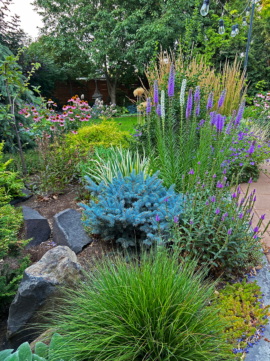 garden bed with dwarf blue spruce and purple flowers