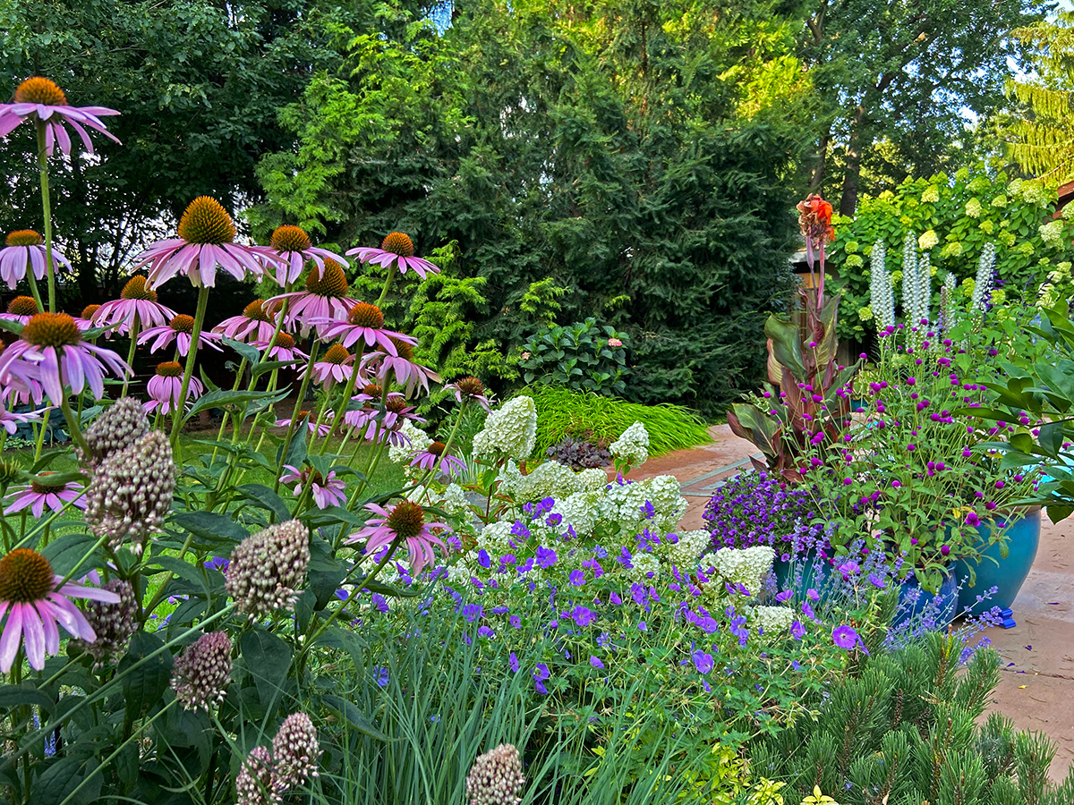 coneflowers and other flowers next to container plantings