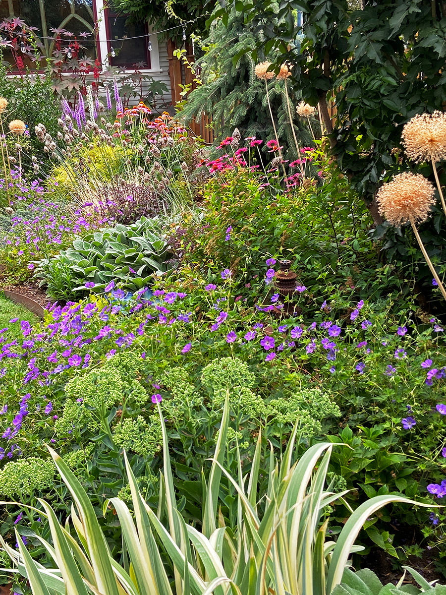 garden bed with lots of pink and purple flowers