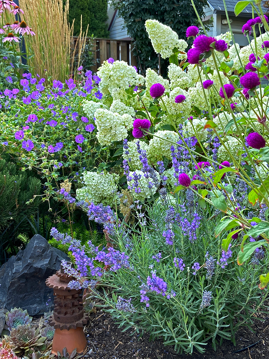 Gomphrena globosa in front og hydrangea and lavender