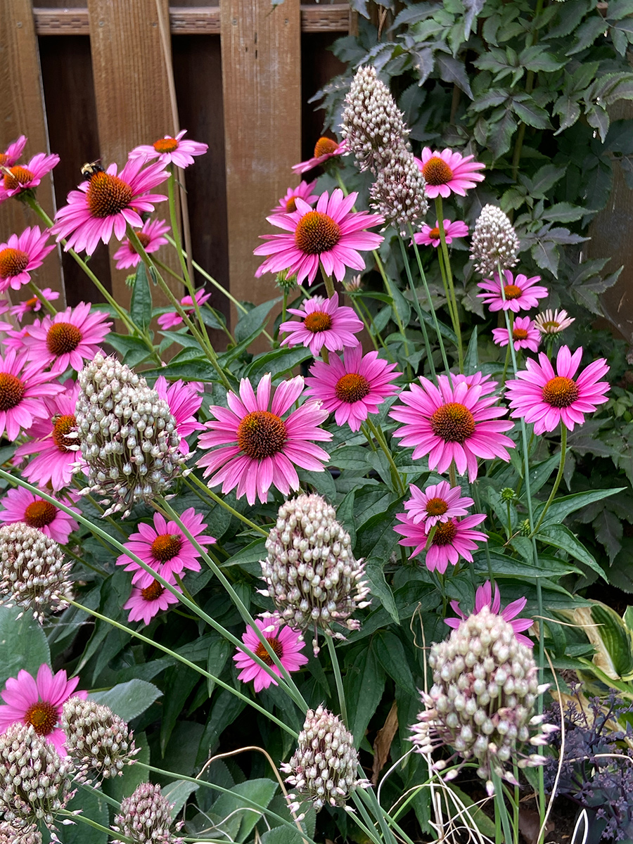 Allium sphaerocephalon with purple coneflower