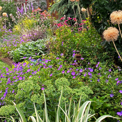 garden bed with lots of pink and purple flowers