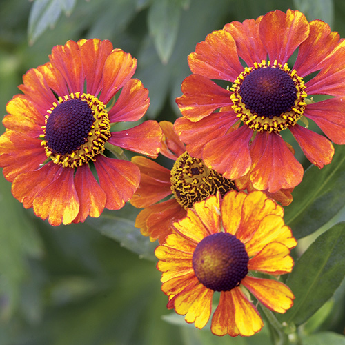 Mardi Gras Sneezeweed