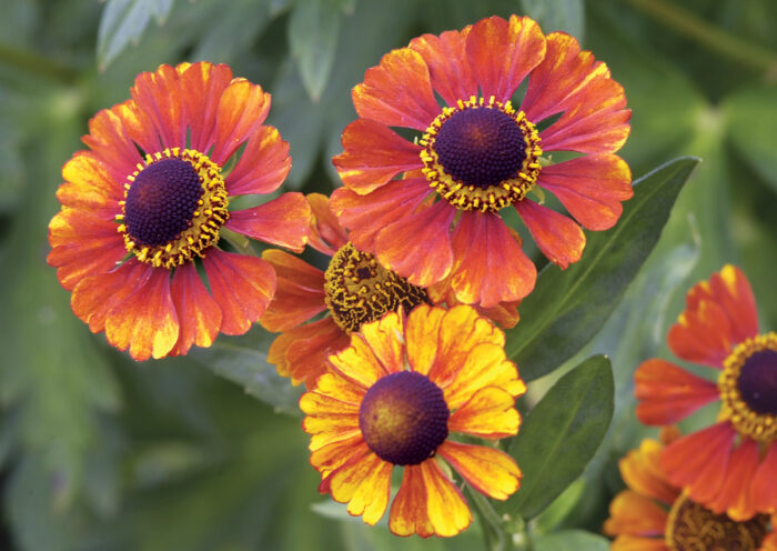 Mardi Gras Sneezeweed