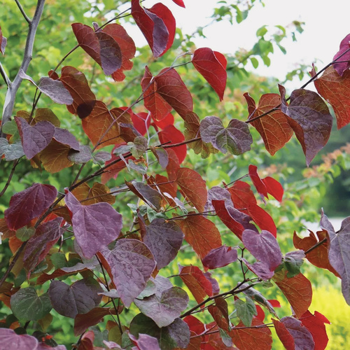 Midnight Express eastern redbud