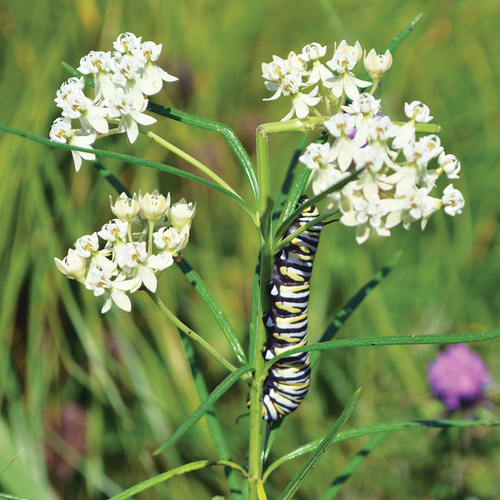 Whorled Milkweed