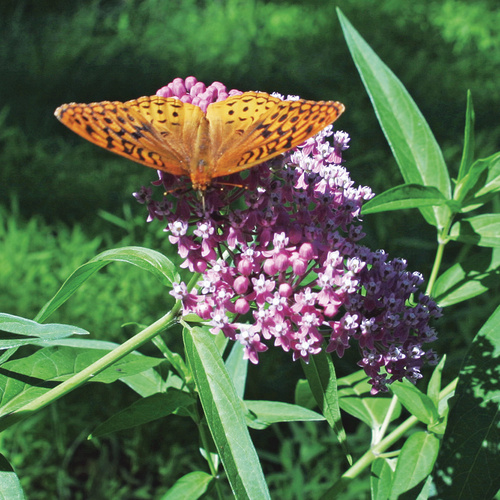 Swamp Milkweed