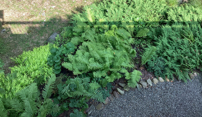 garden bed full of green foliage plants