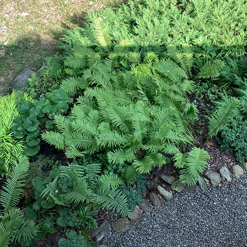 garden bed full of green foliage plants