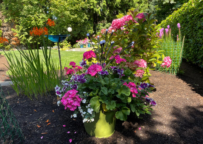 container with colorful annual flowers