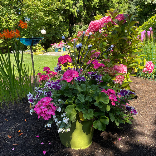 container with colorful annual flowers