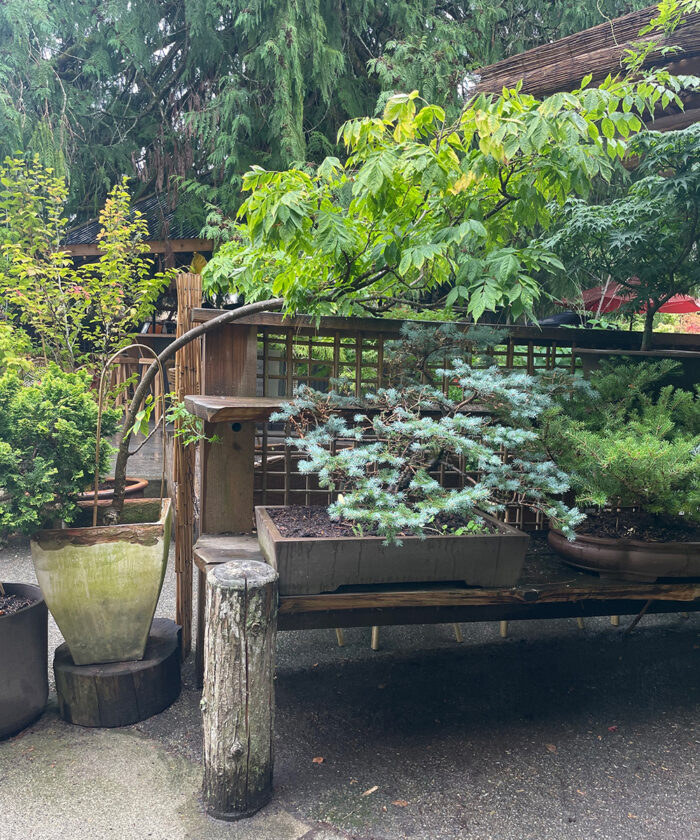 different kinds of bonsai trees