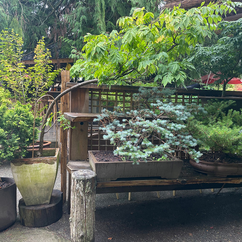 different kinds of bonsai trees