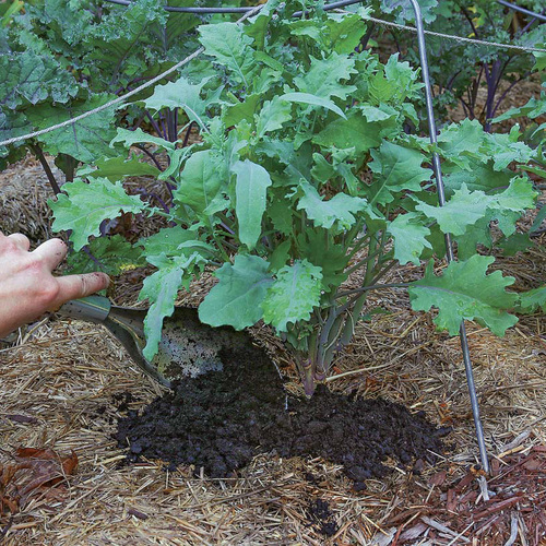 plant with compost around the roots