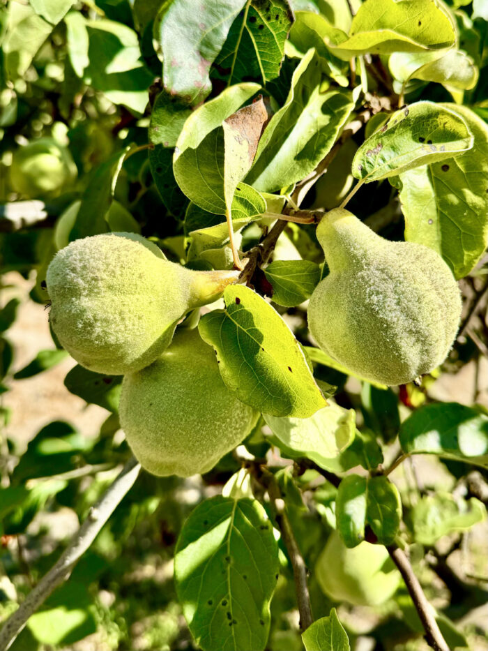 how to grow a quince tree with fruiit