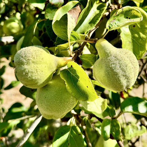 how to grow a quince tree with fruiit