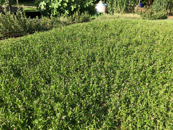 frog fruit plant makes a great lawn alternative