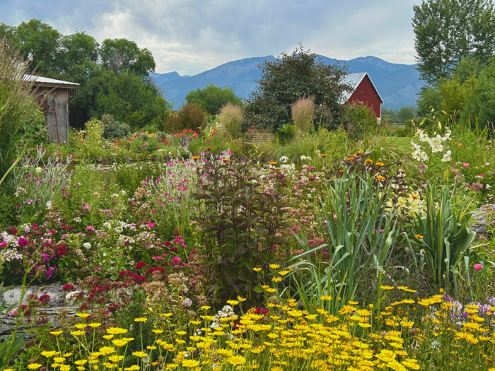 meadow garden with daisies and heliopsis