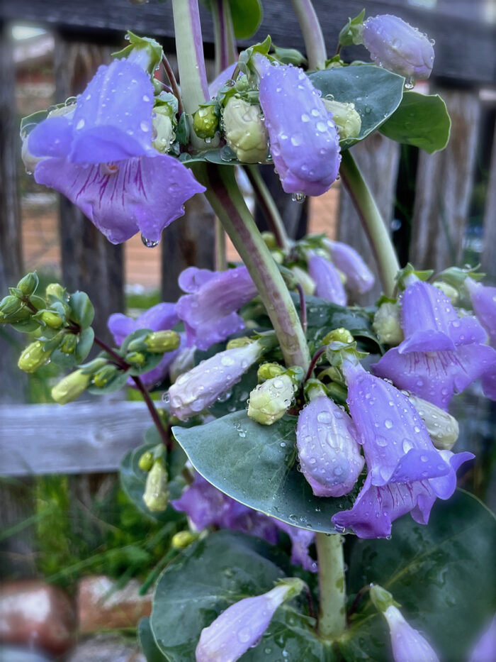 Montana large Penstemon