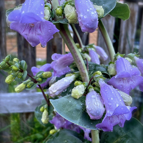 Montana large Penstemon