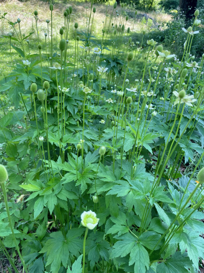 tall thimbleweed