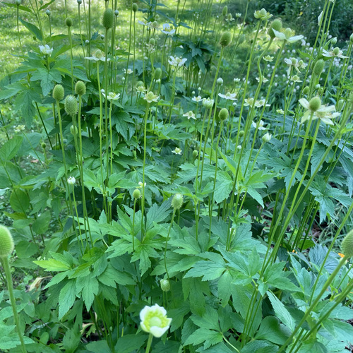 tall thimbleweed