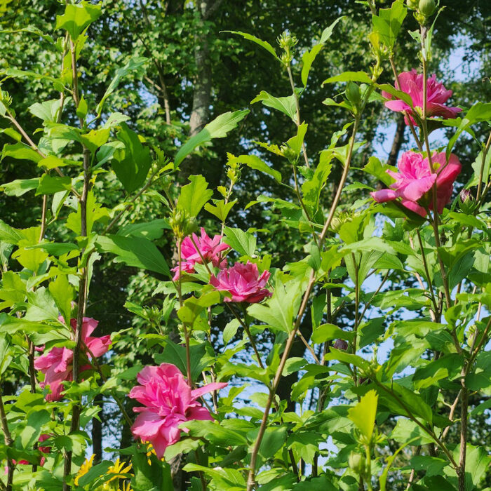 pink double rose of sharon