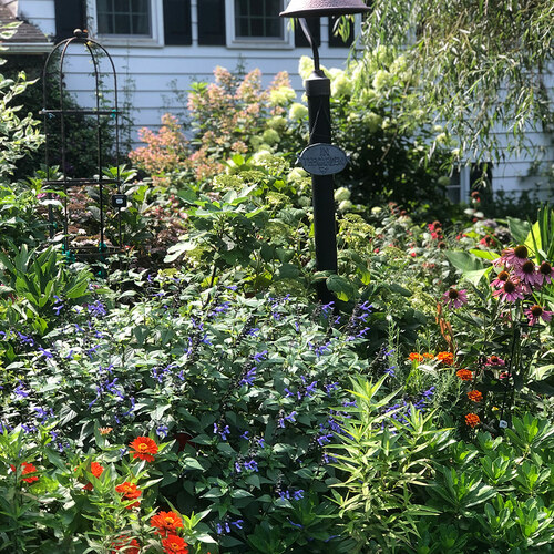 garden in August